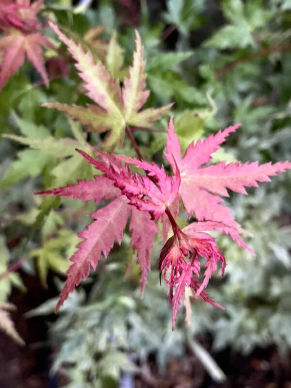 Expert Care Tips for Japanese Maple Plants For Formal Garden Settings: poppinsplants — LiveJournal