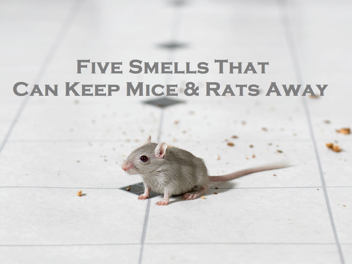 Five Smells That Can Keep Mice & Rats Away | Enviro Safe Pest Control