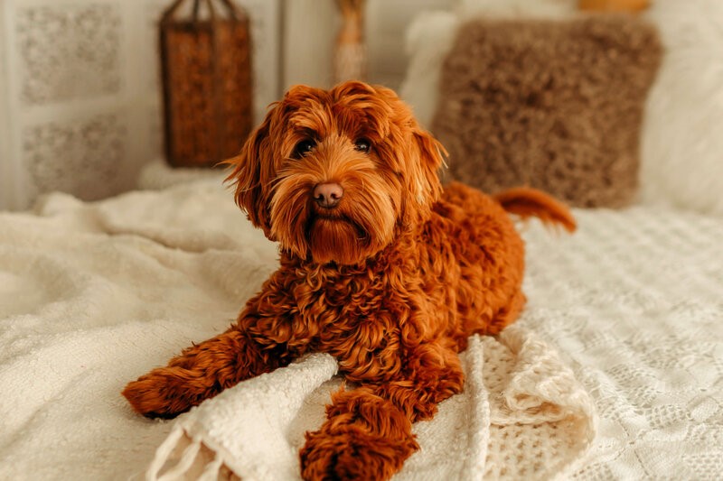 Why Red Labradoodles Are So Popular | Trained Labradoodle Puppies for Sale