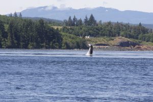 Humpbacks playing in Seymour Narrows - 50 North Adventures